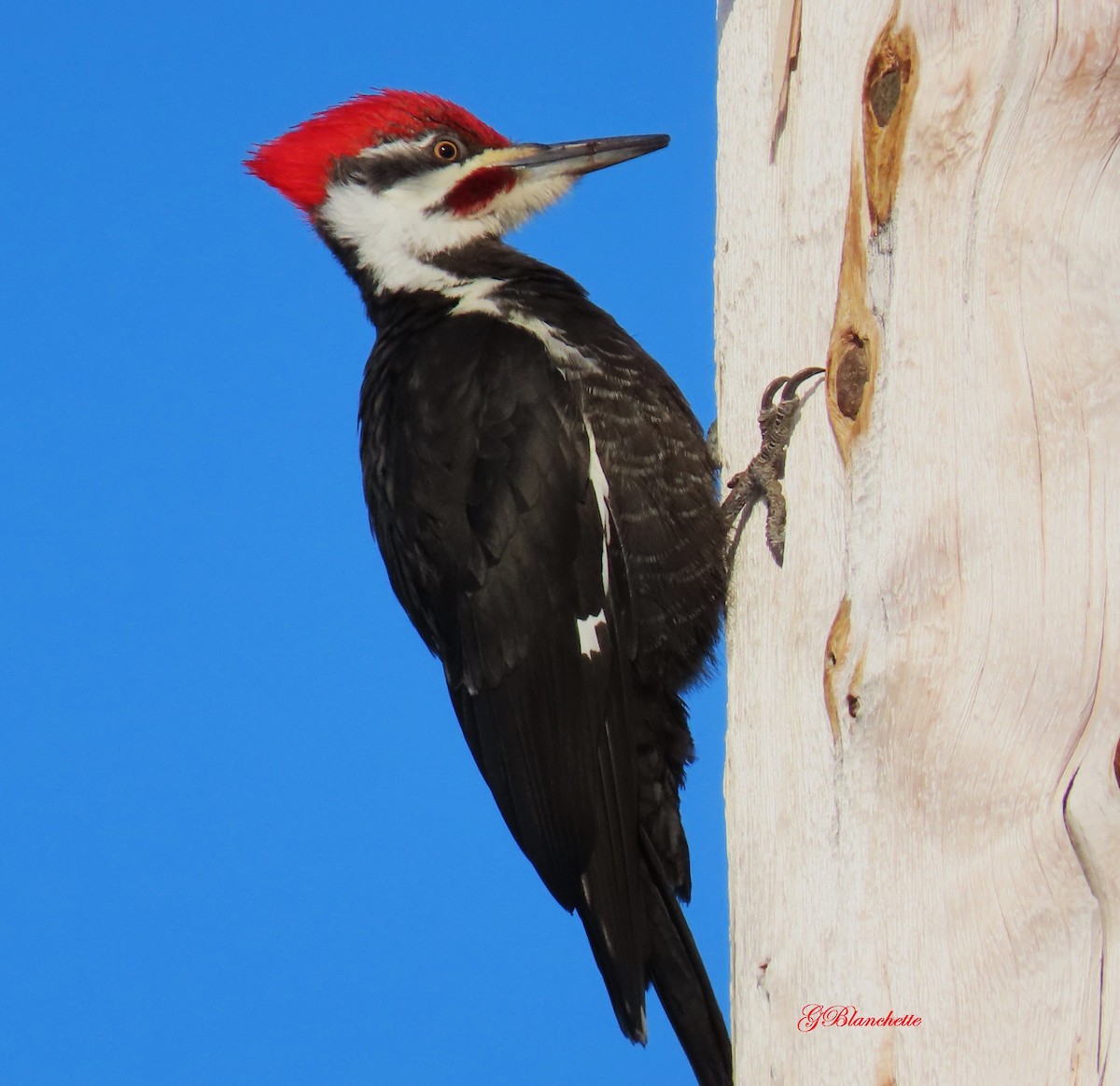 Pileated Woodpecker - ML617284750