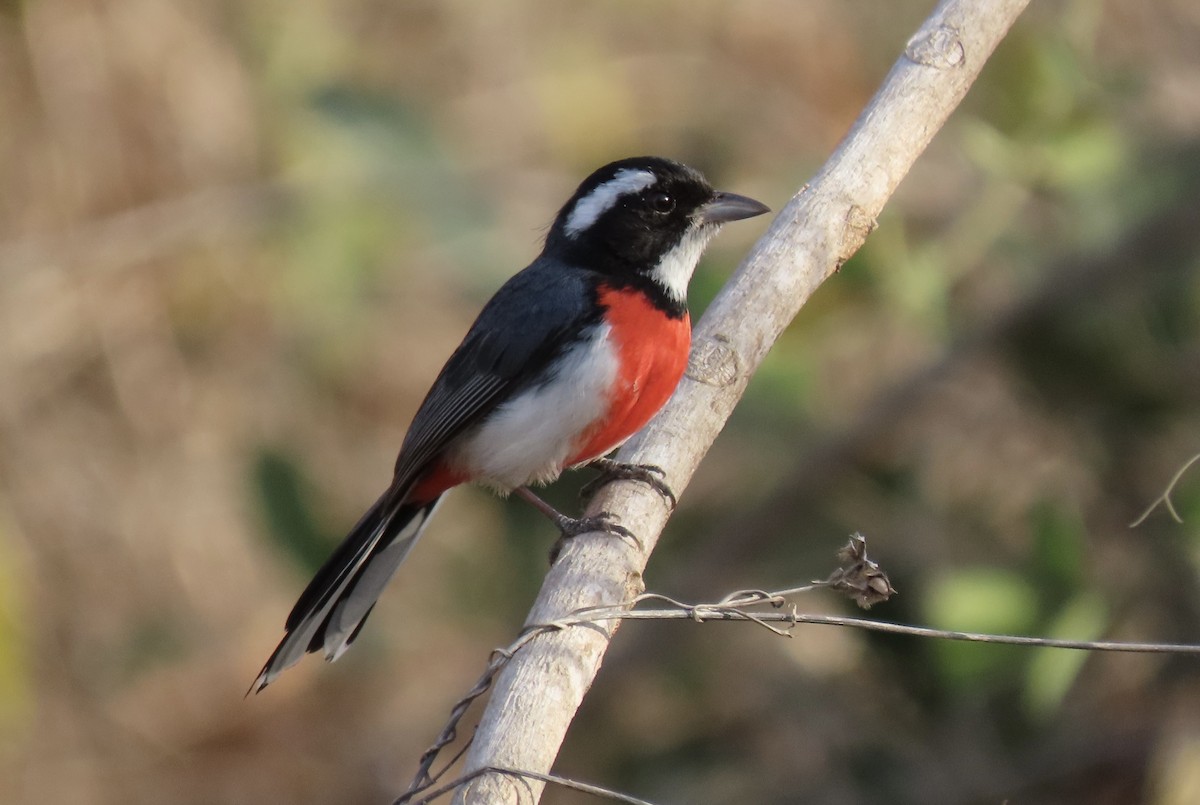 Red-breasted Chat - ML617284761
