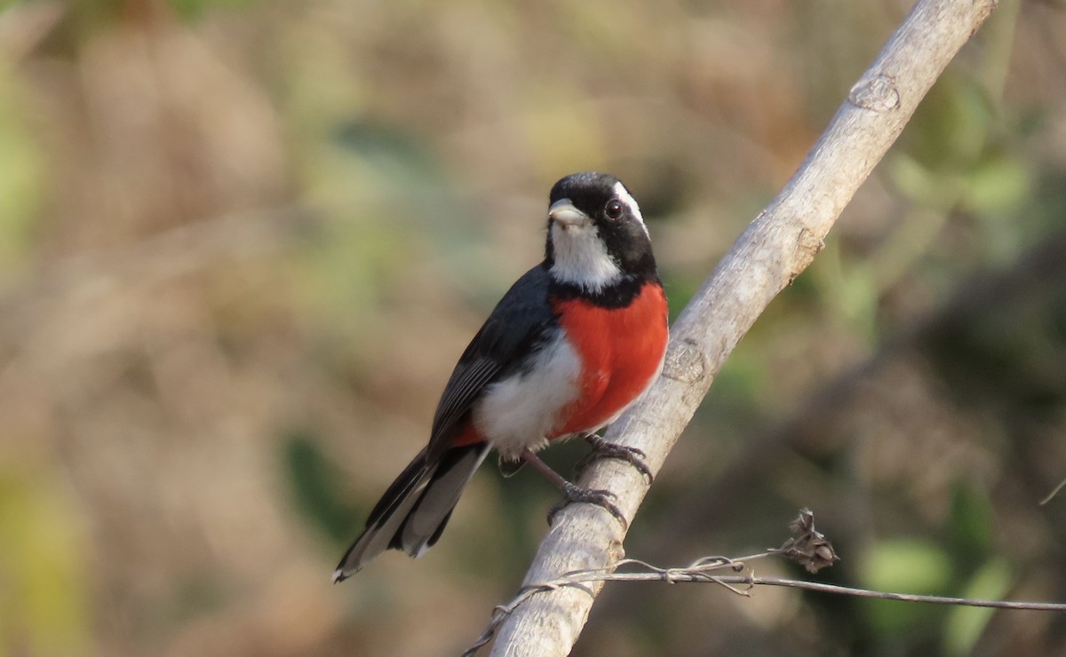 Red-breasted Chat - ML617284773
