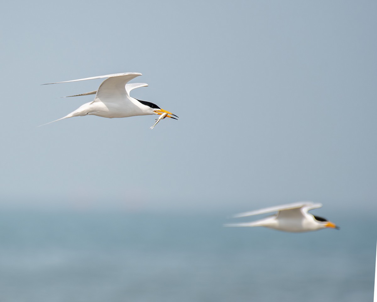 Chinese Crested Tern - ML617284776