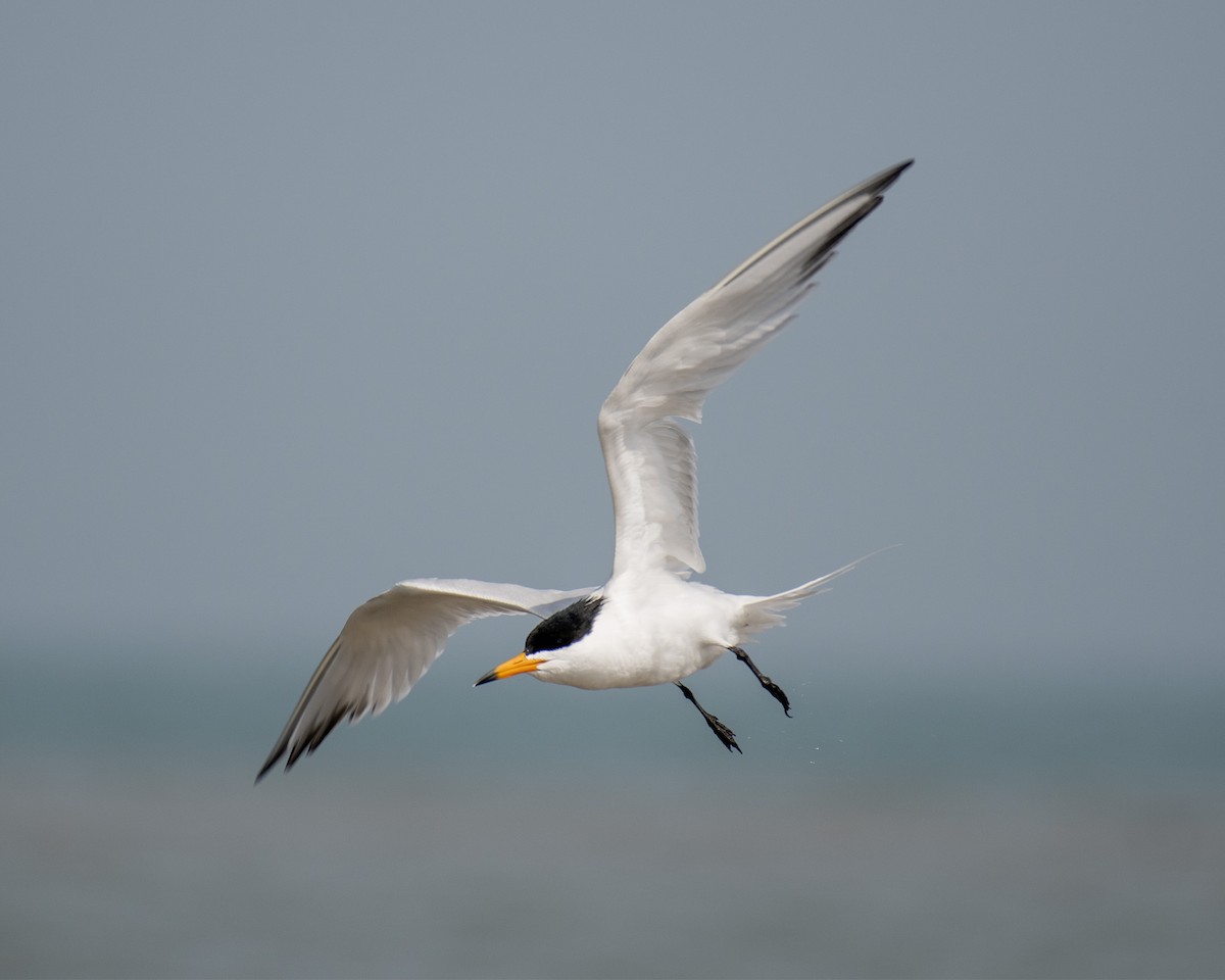 Chinese Crested Tern - ML617284777