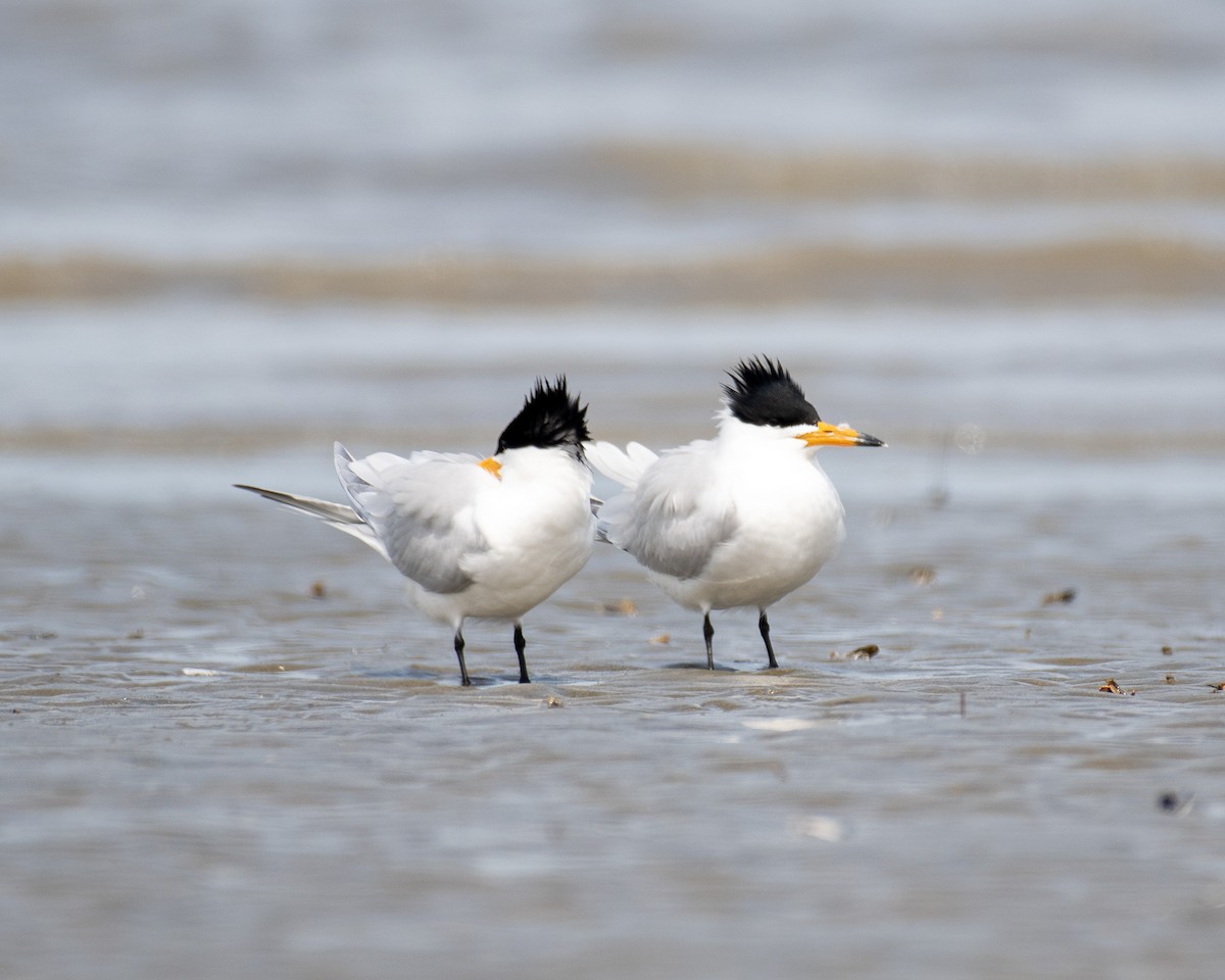 Chinese Crested Tern - 김 석현