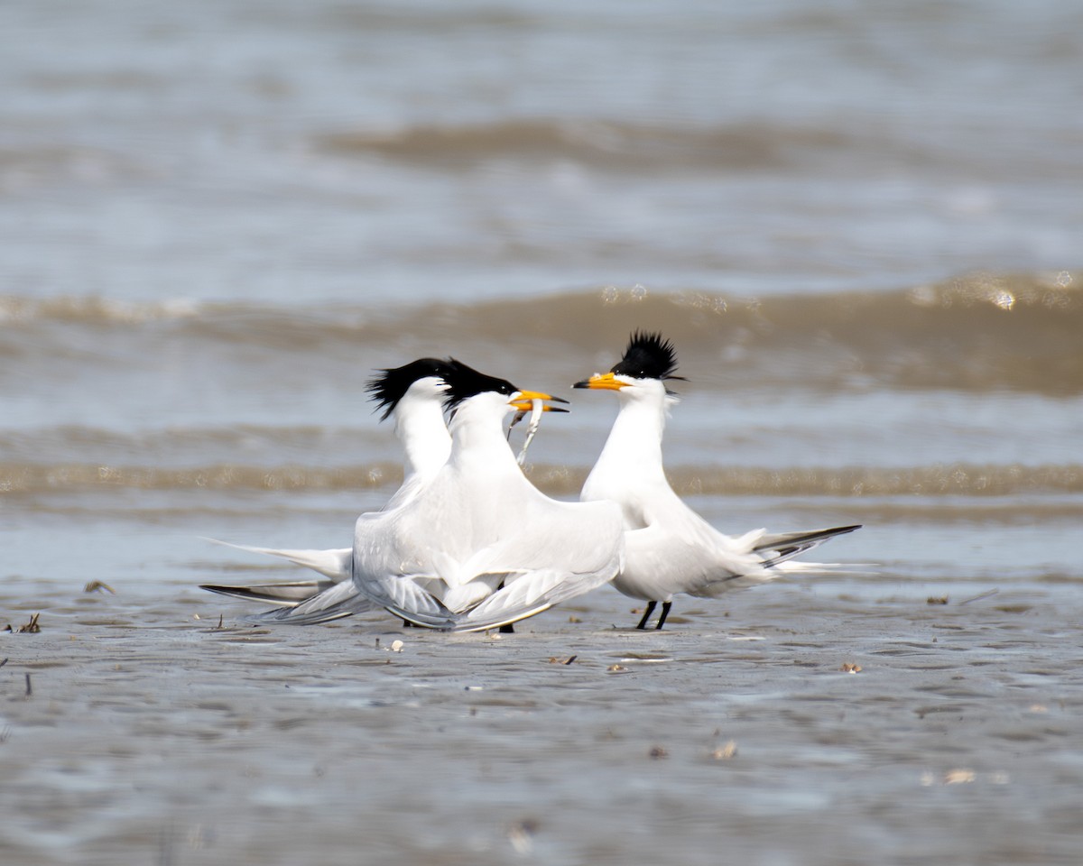 Chinese Crested Tern - ML617284779