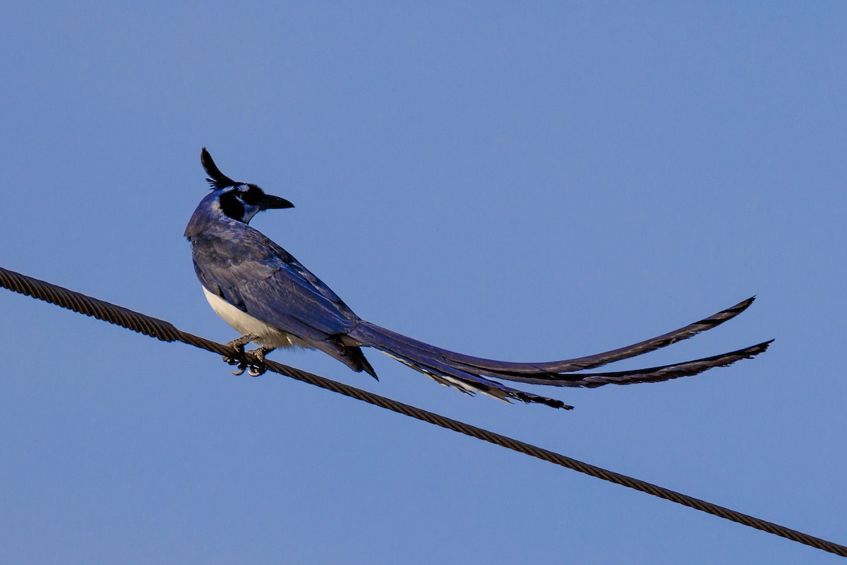 Black-throated Magpie-Jay - ML617284792