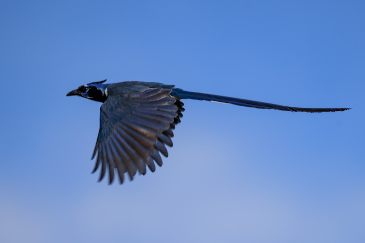 Black-throated Magpie-Jay - ML617284794