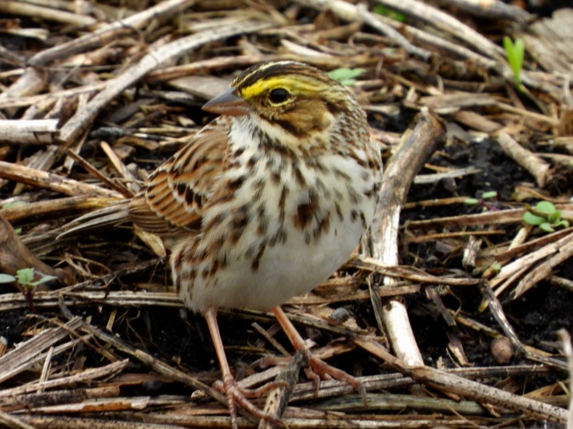 Savannah Sparrow - Cliff Dekdebrun