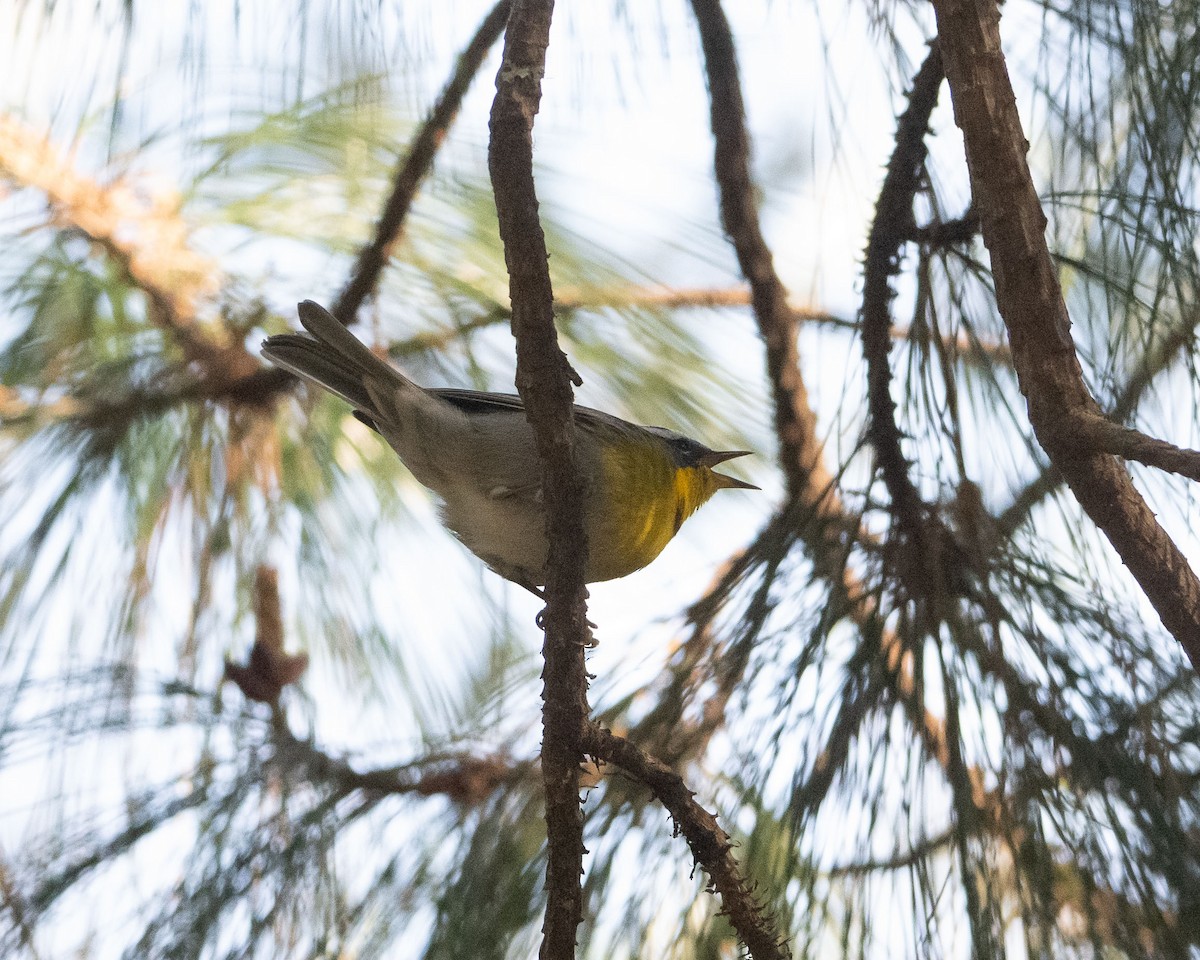 Crescent-chested Warbler - ML617284904