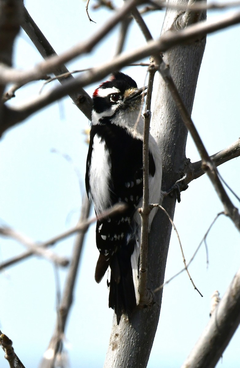 Downy Woodpecker - ML617284914