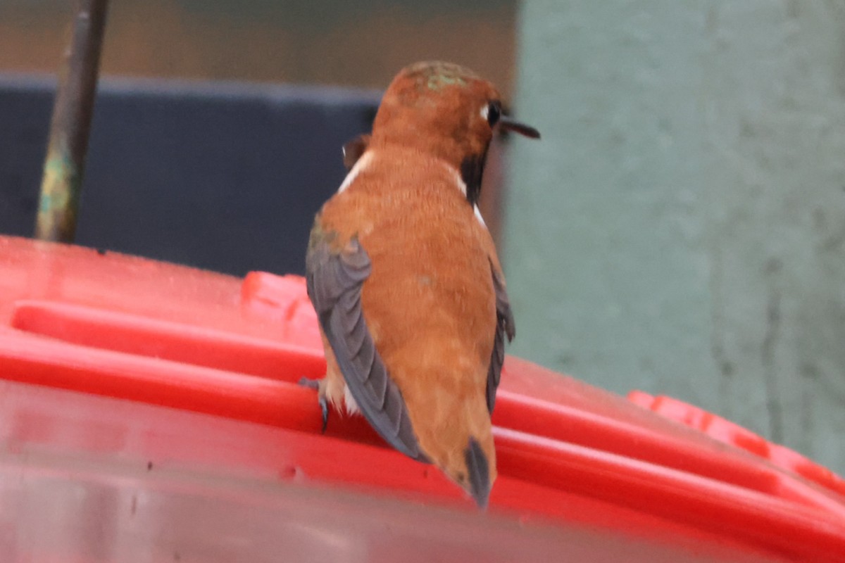 Rufous Hummingbird - ML617284994