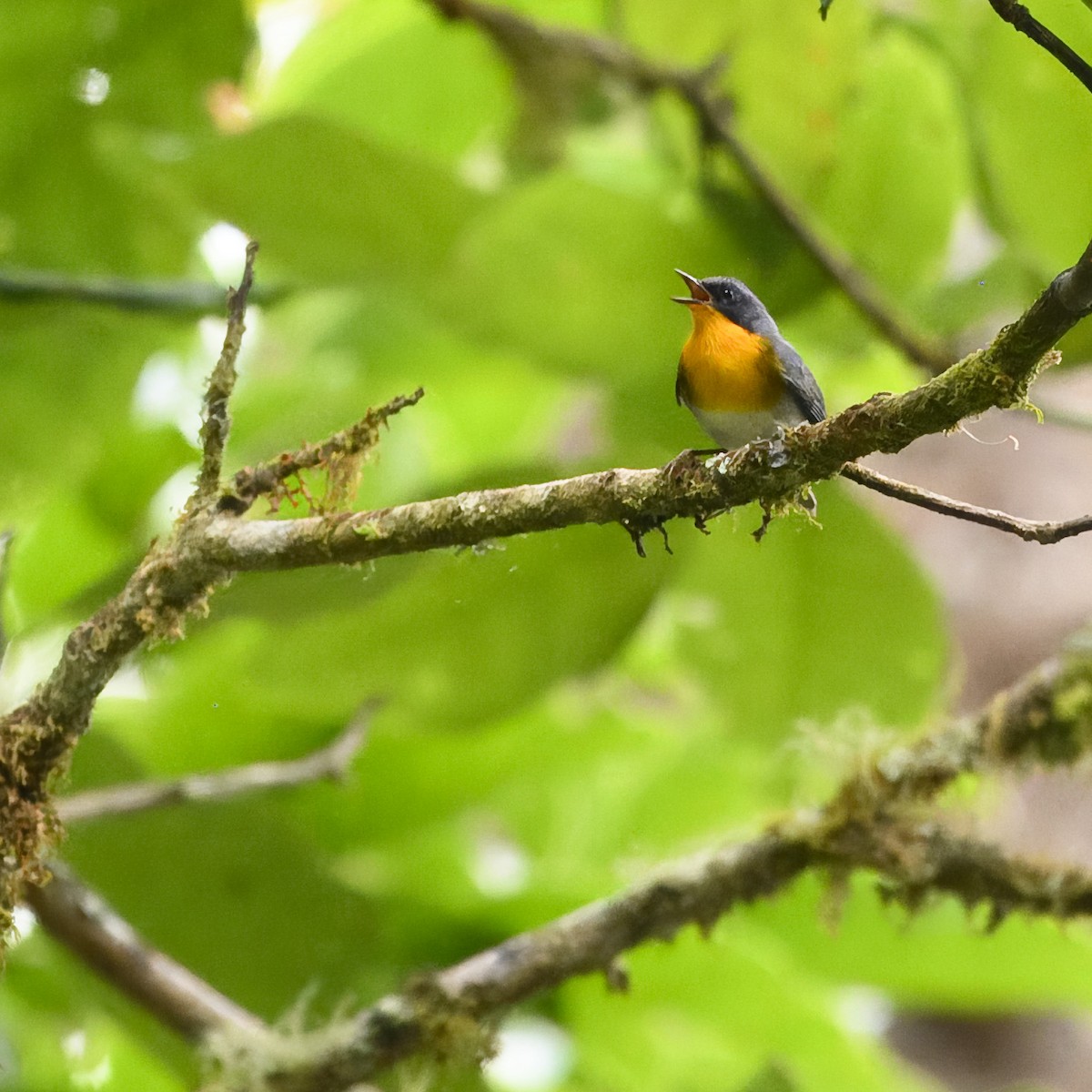 Flame-throated Warbler - Laura  Wolf