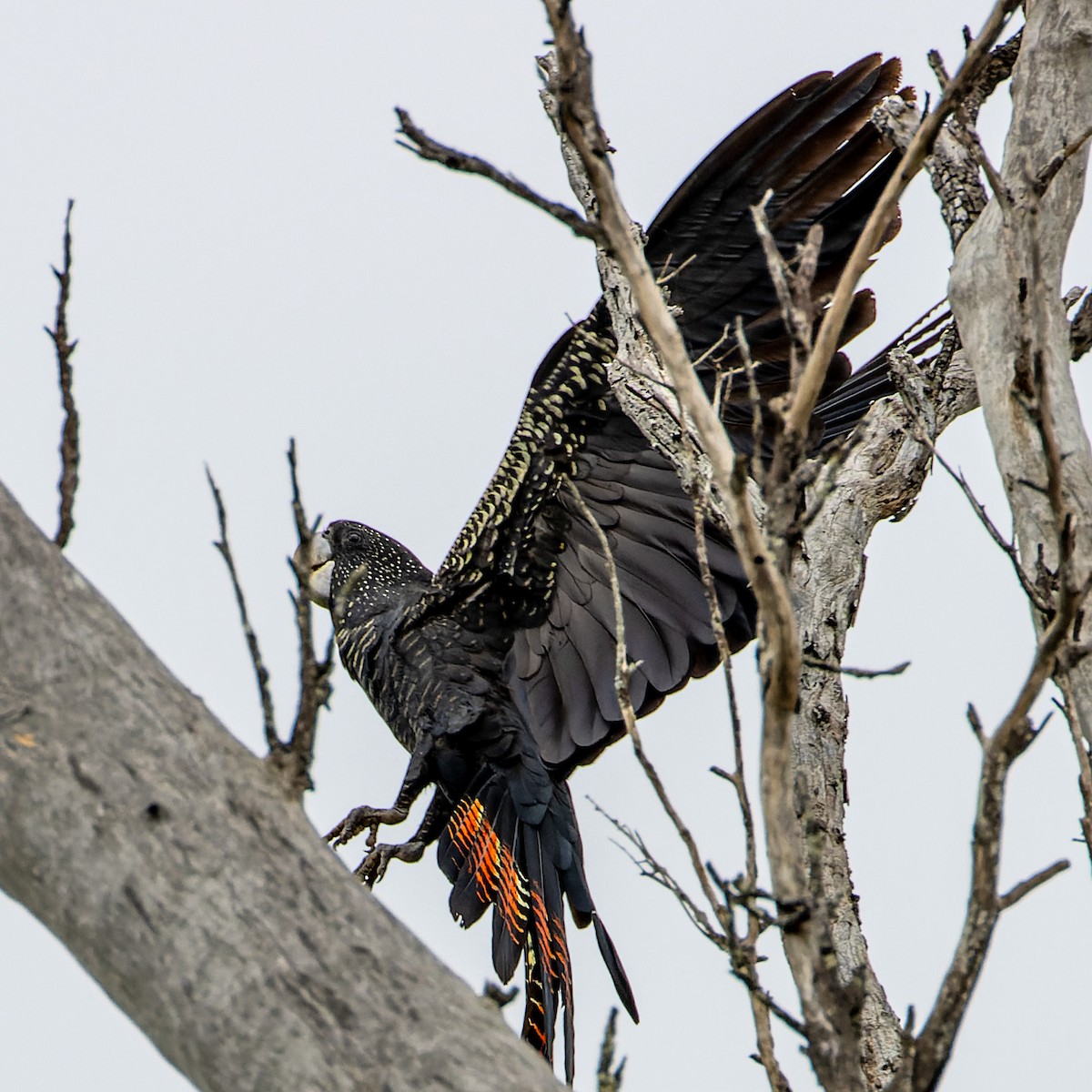 Red-tailed Black-Cockatoo - ML617285037