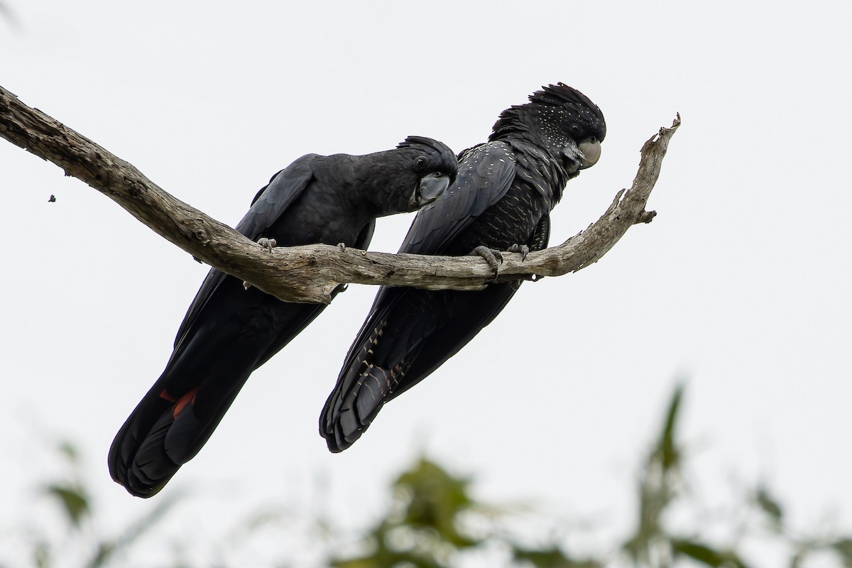Red-tailed Black-Cockatoo - ML617285038