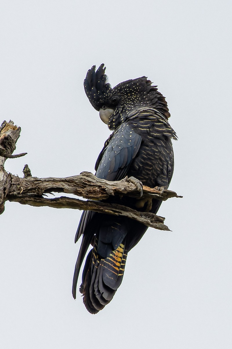 Red-tailed Black-Cockatoo - ML617285039