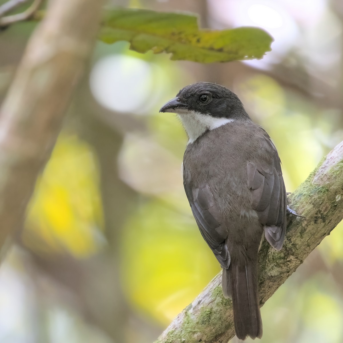 Puerto Rican Tanager - ML617285052