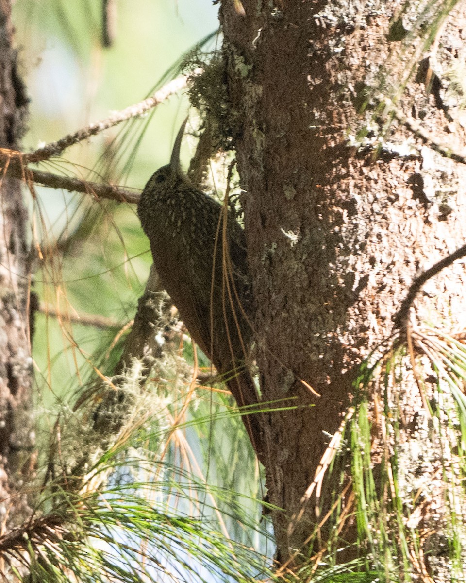 Spot-crowned Woodcreeper (Northern) - ML617285102