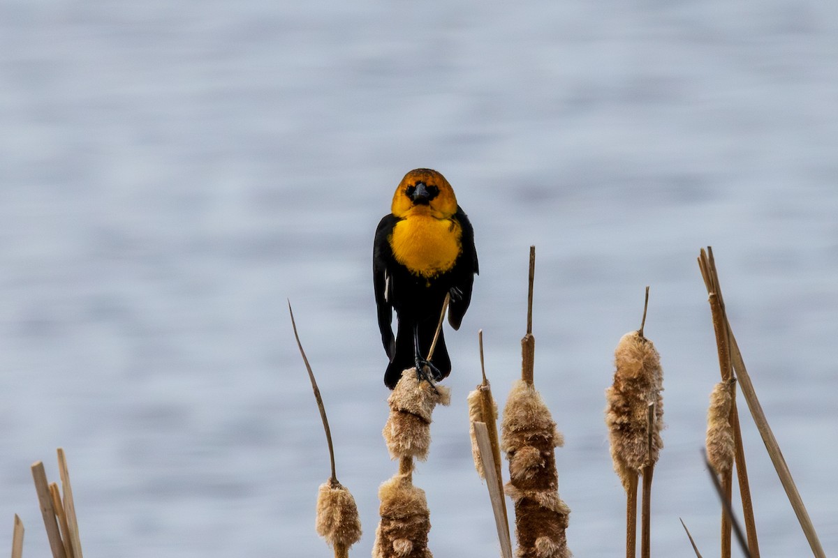 Yellow-headed Blackbird - Andrew Hart