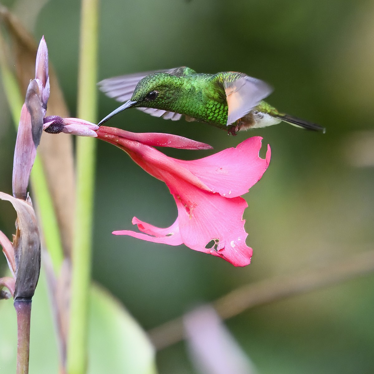 Stripe-tailed Hummingbird - ML617285143