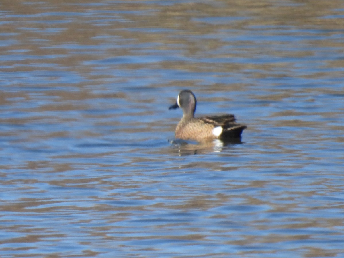 Blue-winged Teal - ML617285204