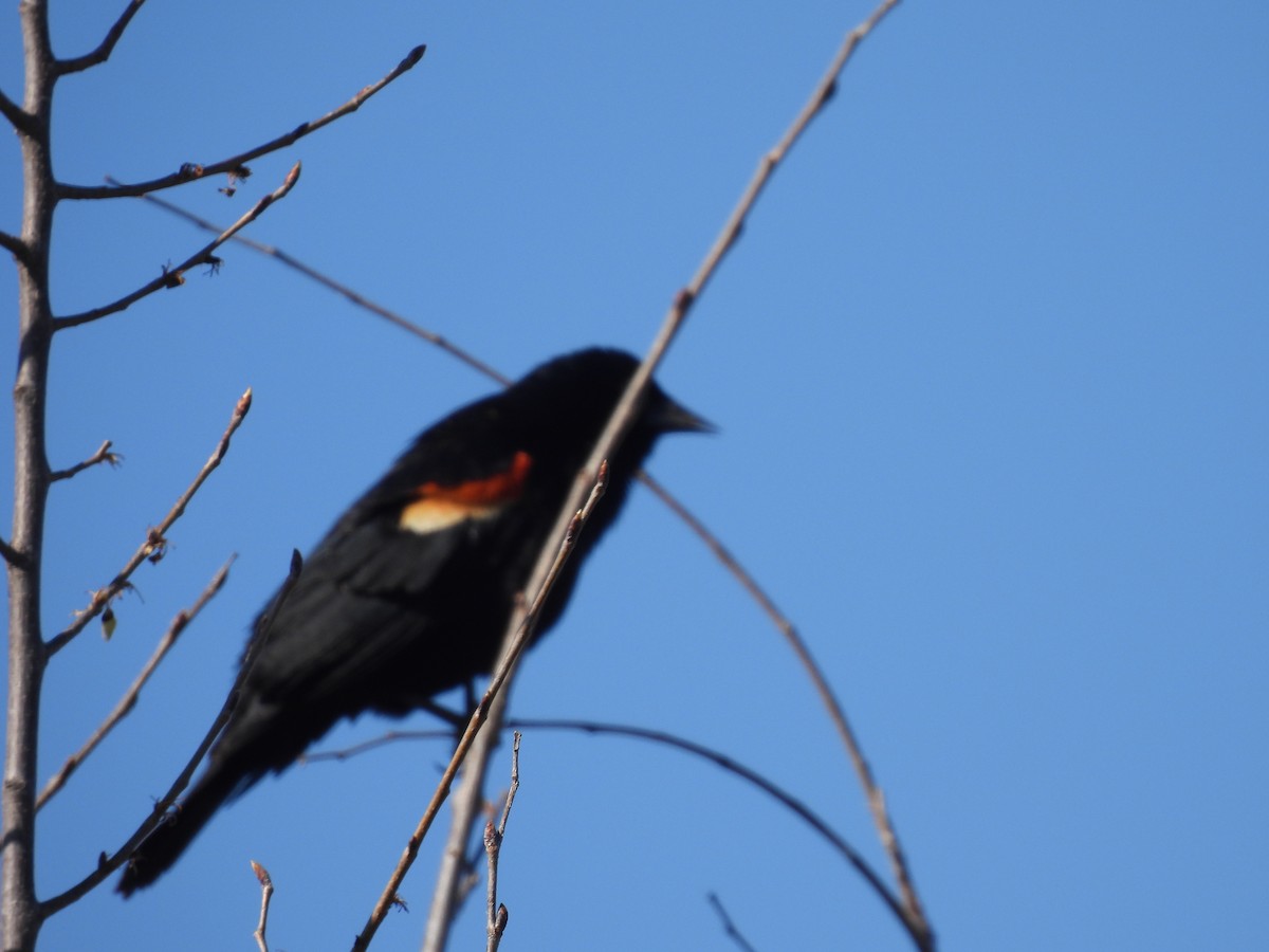 Red-winged Blackbird - ML617285215