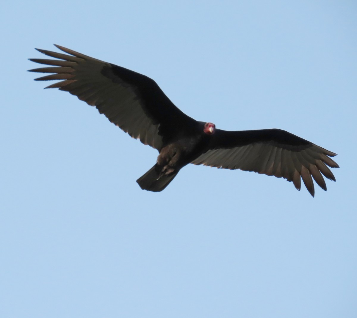 Turkey Vulture - ML617285359
