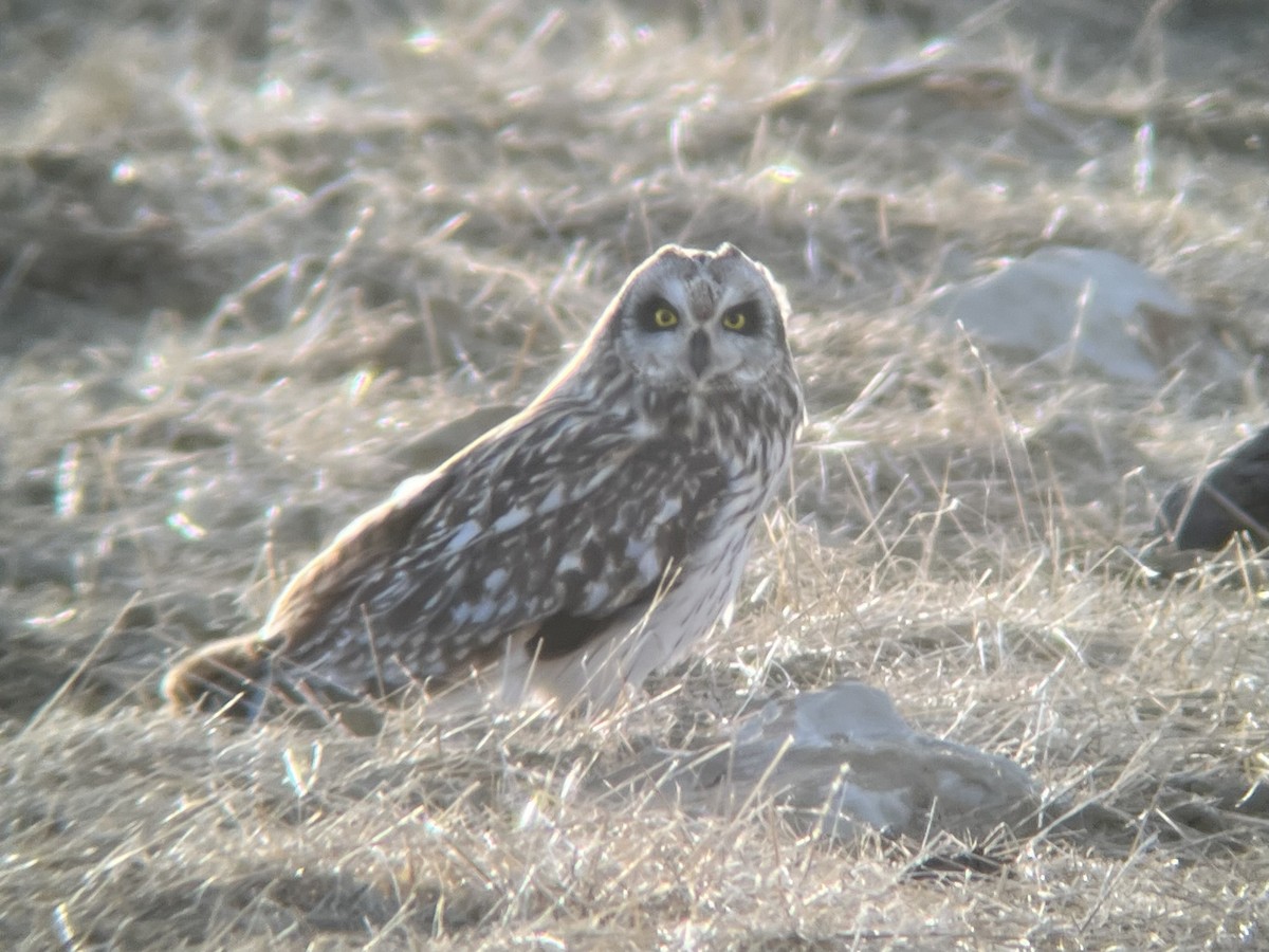 Short-eared Owl - ML617285386