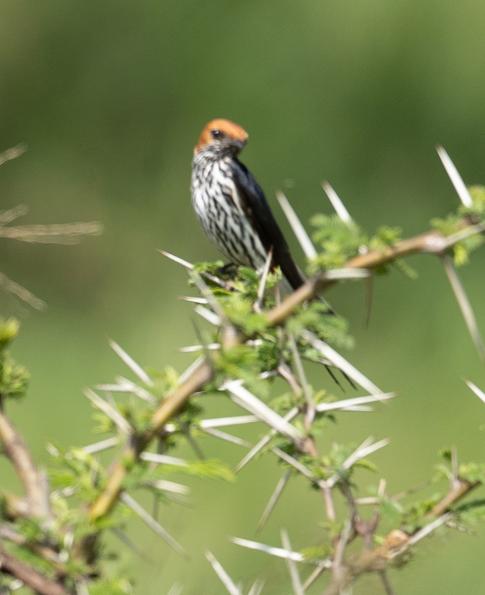 Lesser Striped Swallow - Kevin Gong