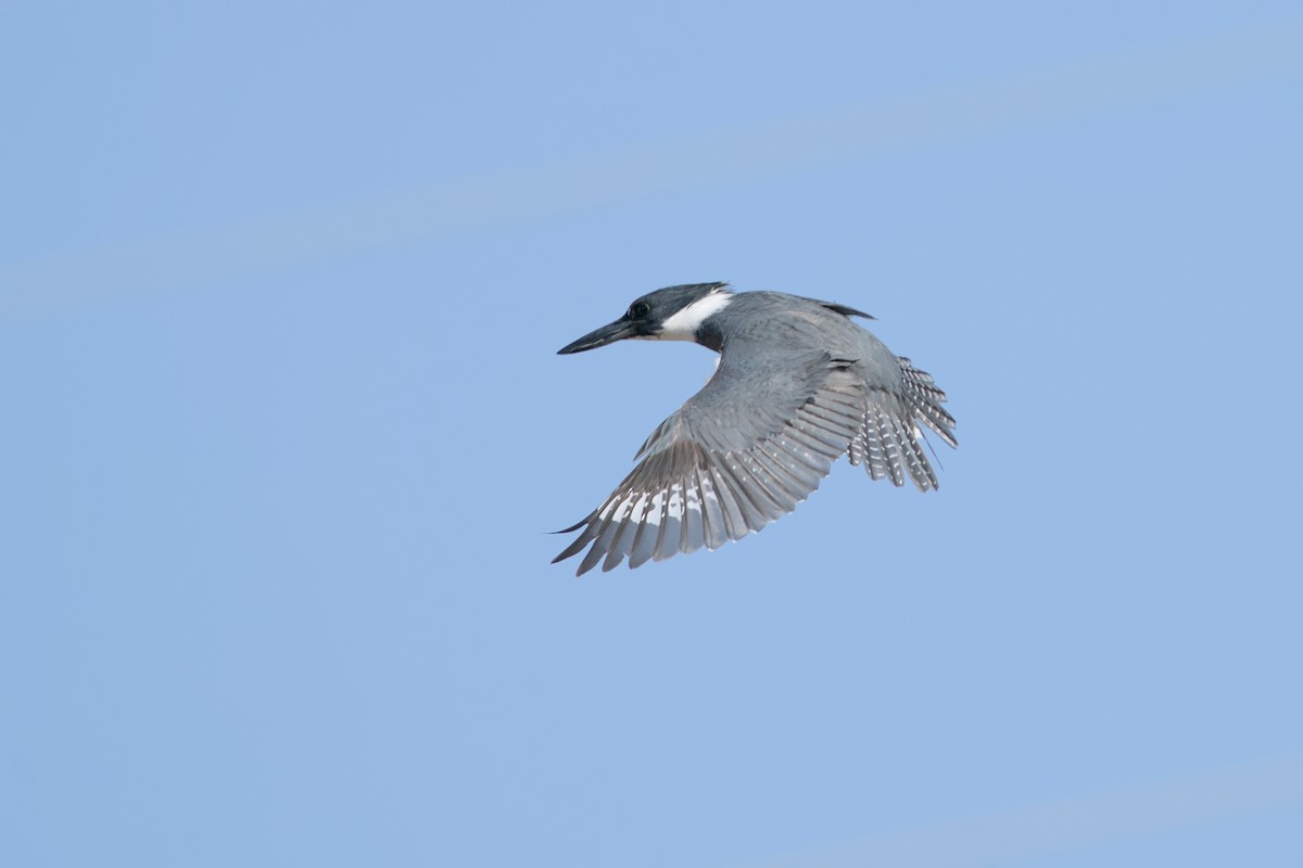 Belted Kingfisher - ML617285490