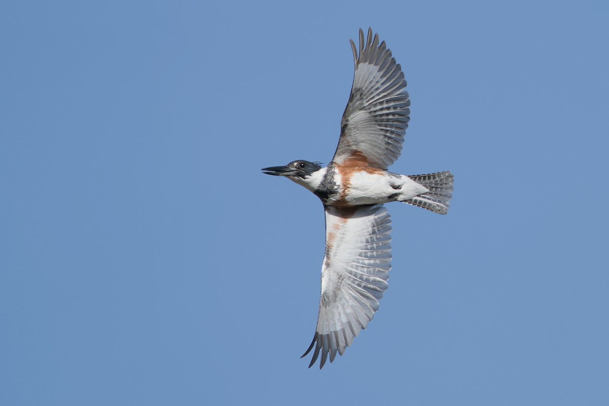 Belted Kingfisher - ML617285491