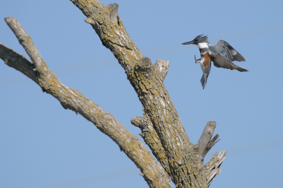 Belted Kingfisher - ML617285492