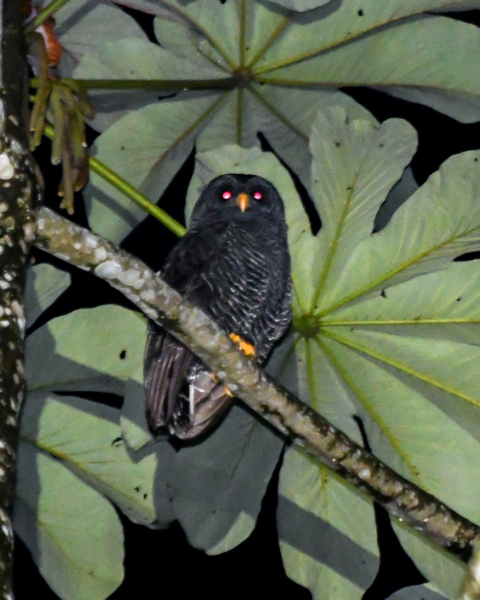 Black-banded Owl - Fernando Paludo