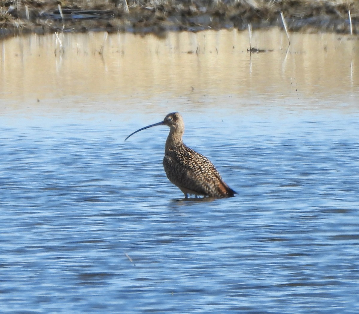 Long-billed Curlew - ML617285662