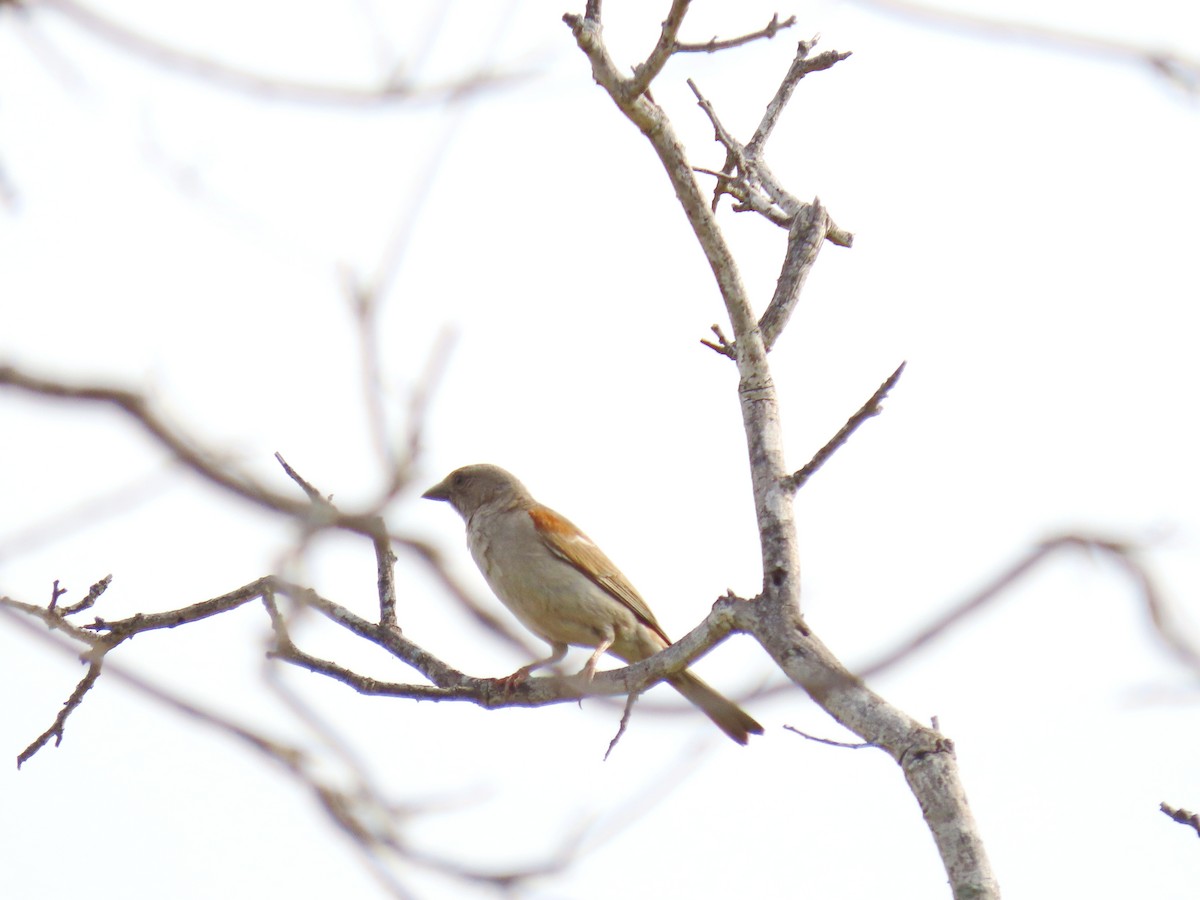 Southern Gray-headed Sparrow - Joyce Brady