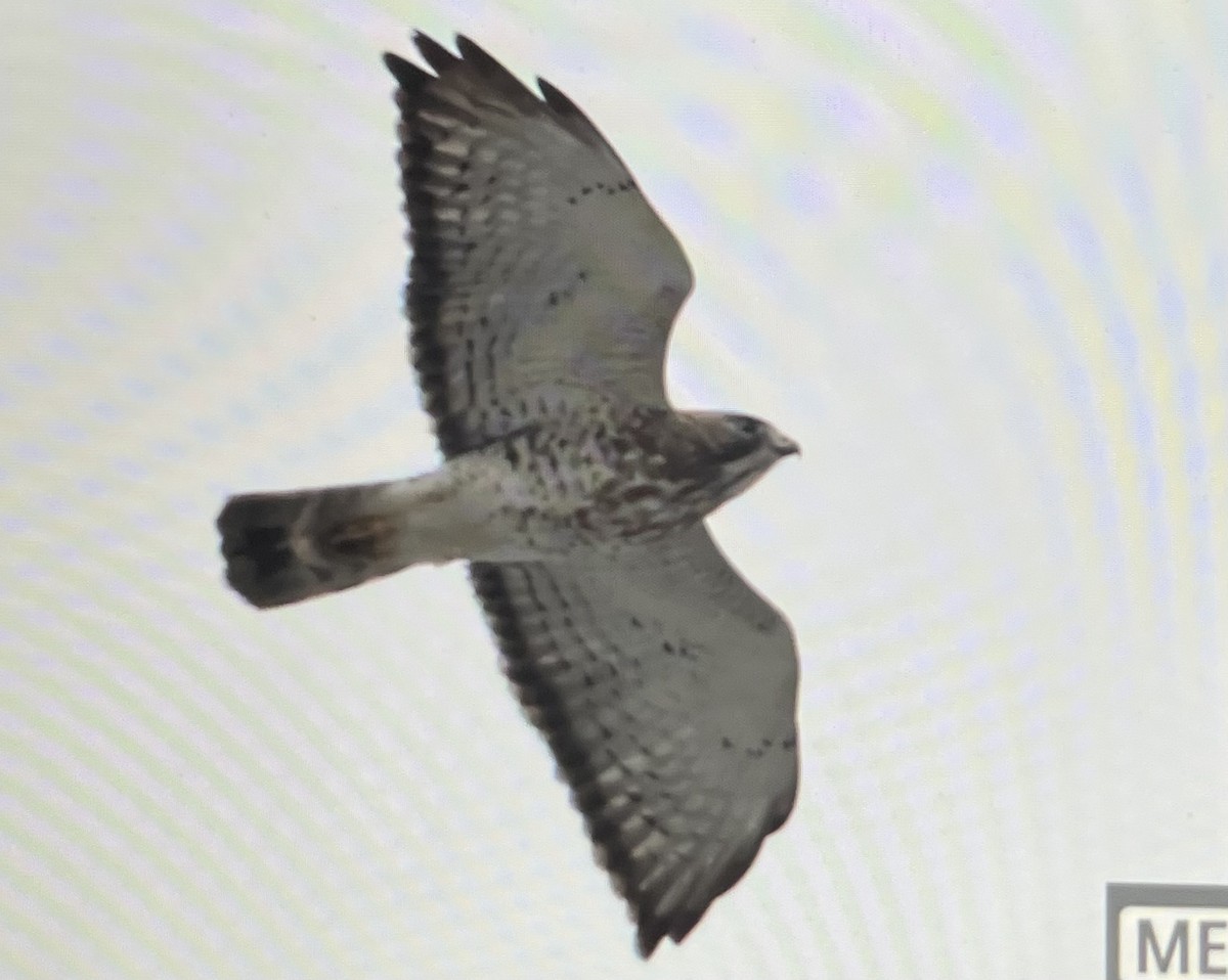 Broad-winged Hawk - ML617285679