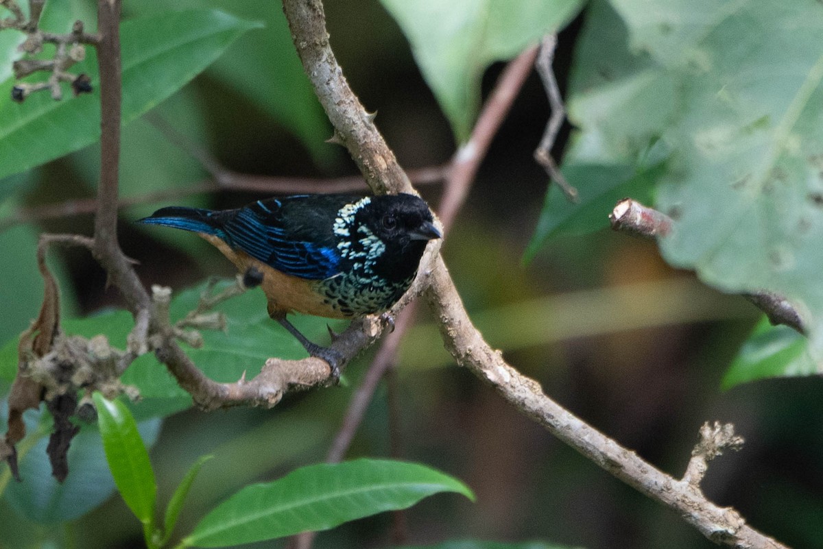 Spangle-cheeked Tanager - ML617285732