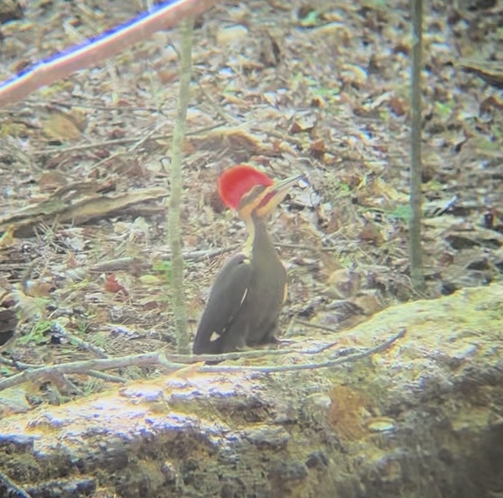 Pileated Woodpecker - ML617285757