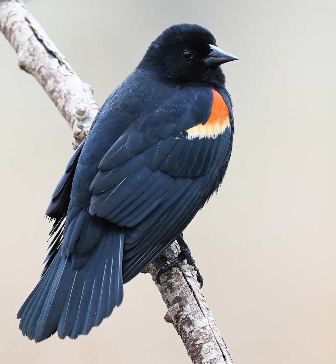 Red-winged Blackbird - Joshua Vandermeulen