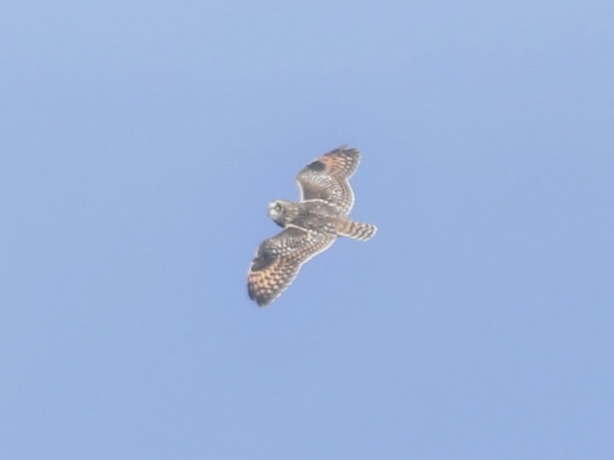 Short-eared Owl - ML617285787