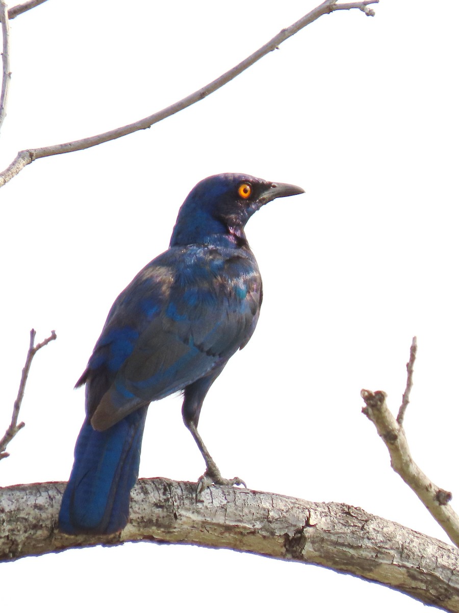 Greater Blue-eared Starling - ML617285799