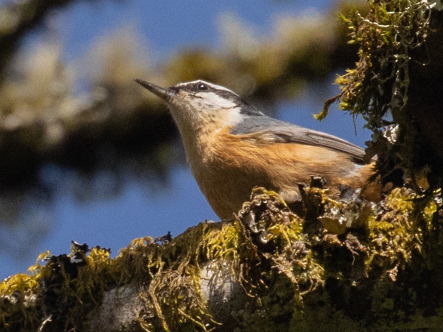 Red-breasted Nuthatch - ML617285844