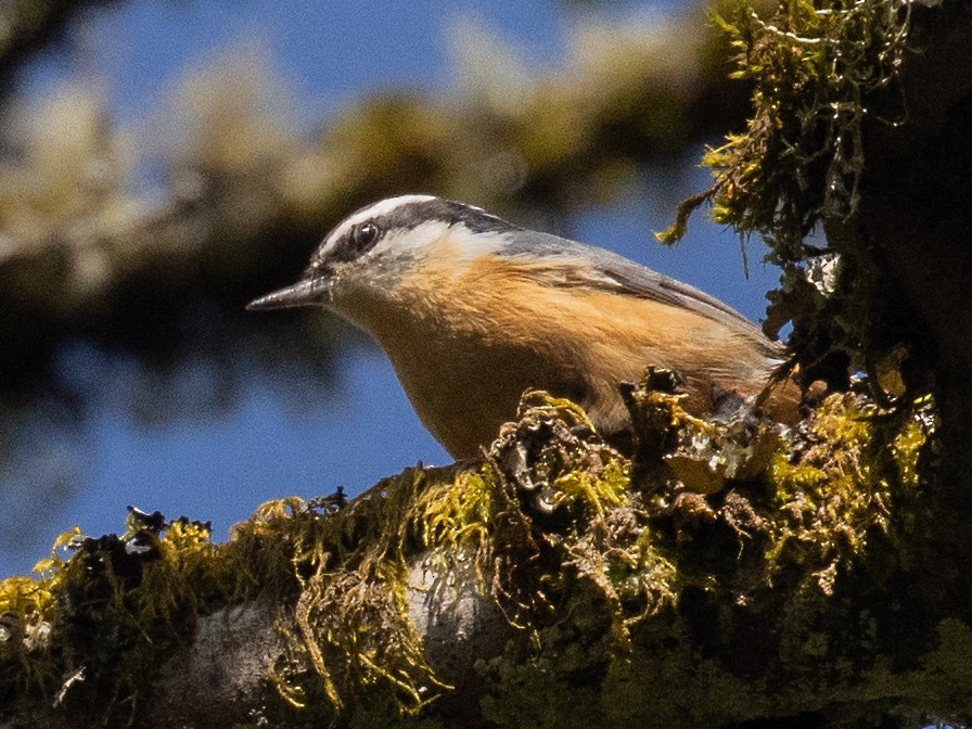 Red-breasted Nuthatch - ML617285845