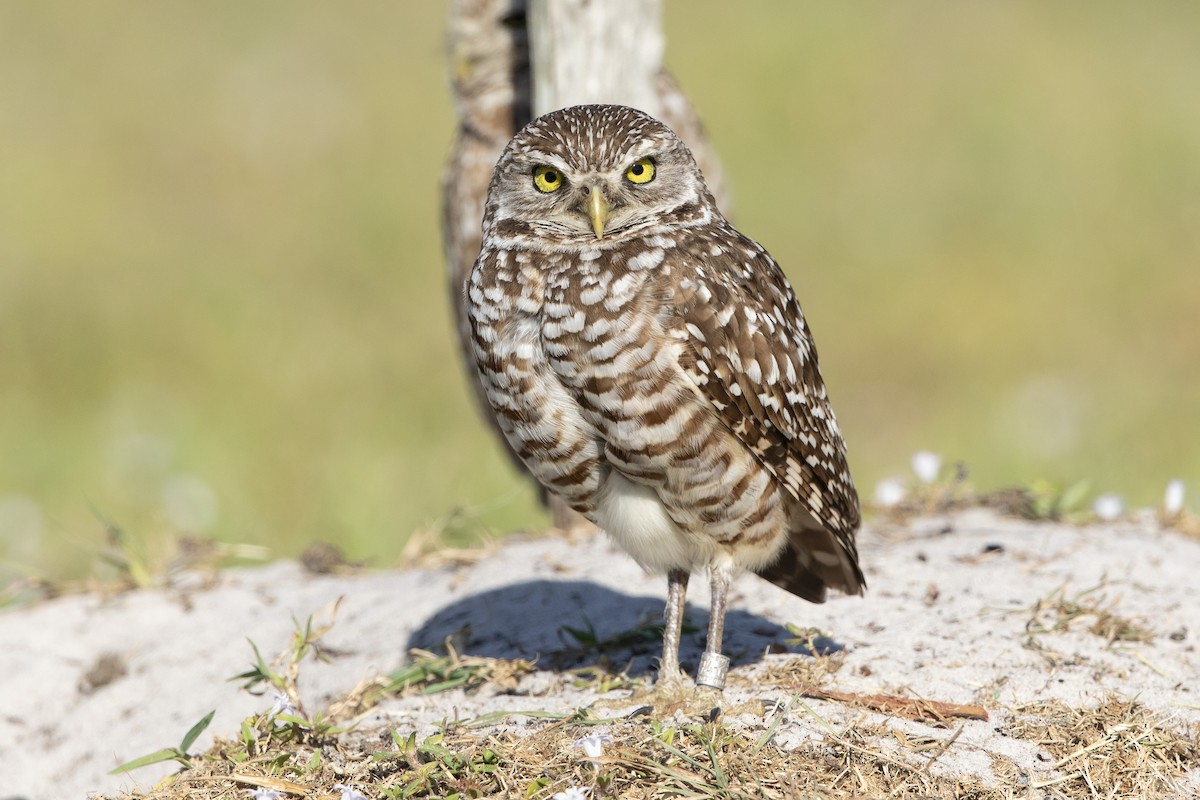 Burrowing Owl - John Troth