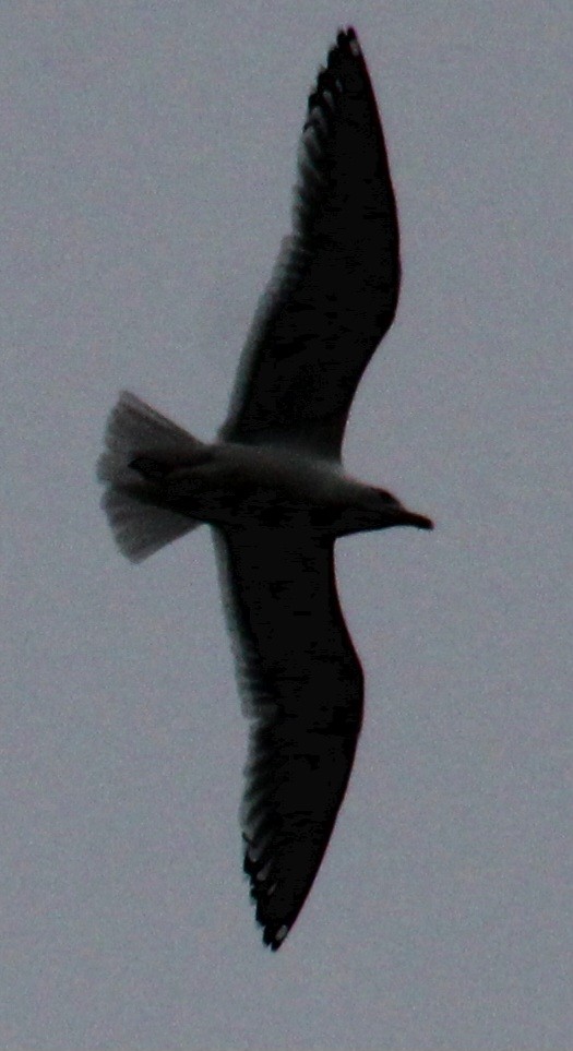 Herring Gull (American) - ML617285913
