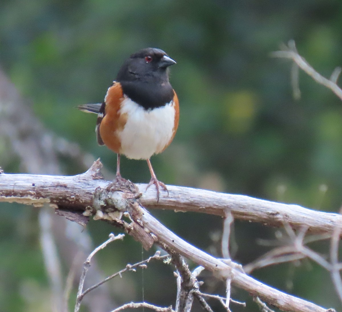 Spotted Towhee - ML617285932