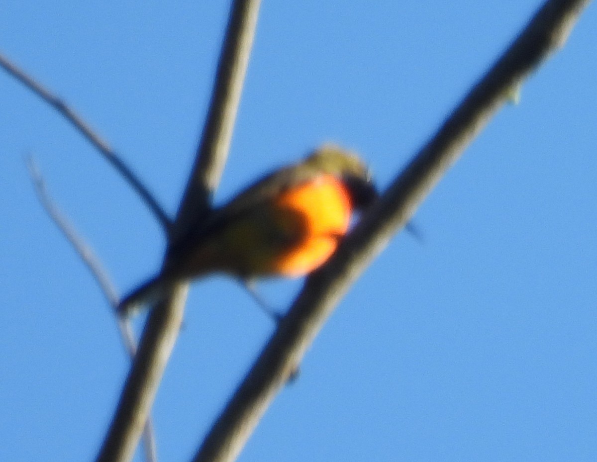 Flame-breasted Sunbird - ML617286026