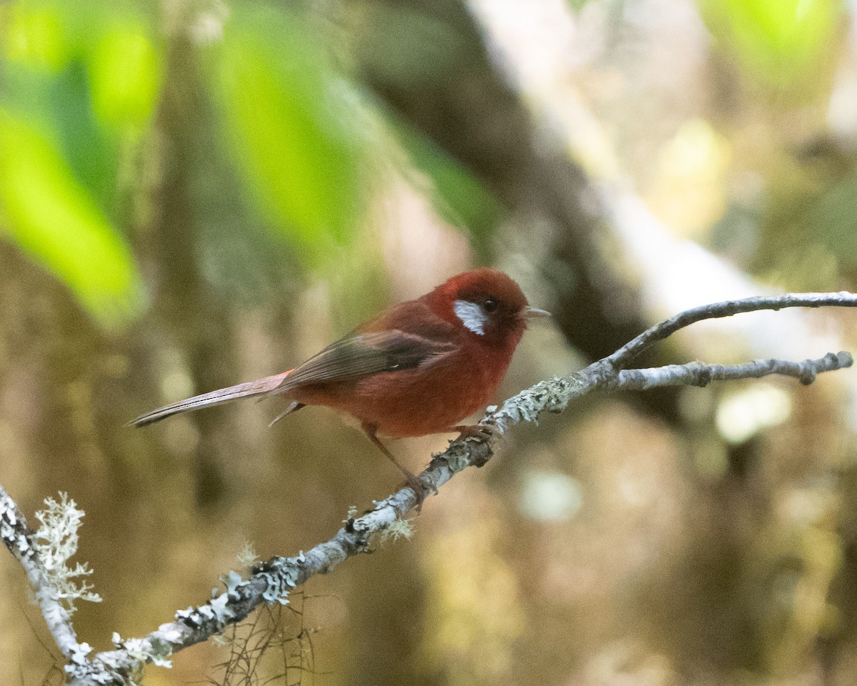 Red Warbler - Anthony Kaduck