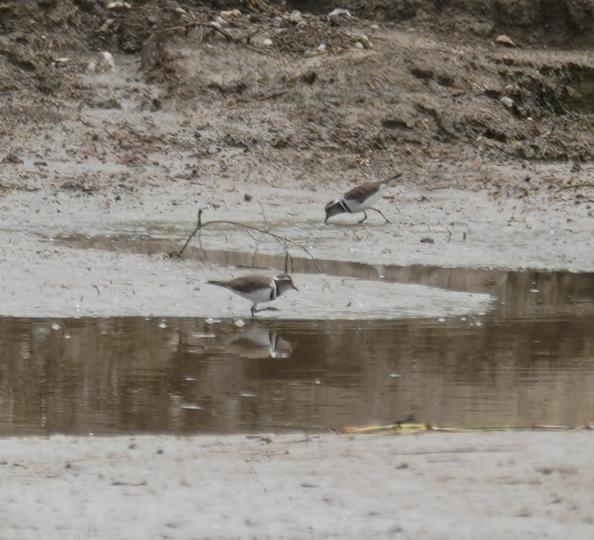 Three-banded Plover - ML617286089
