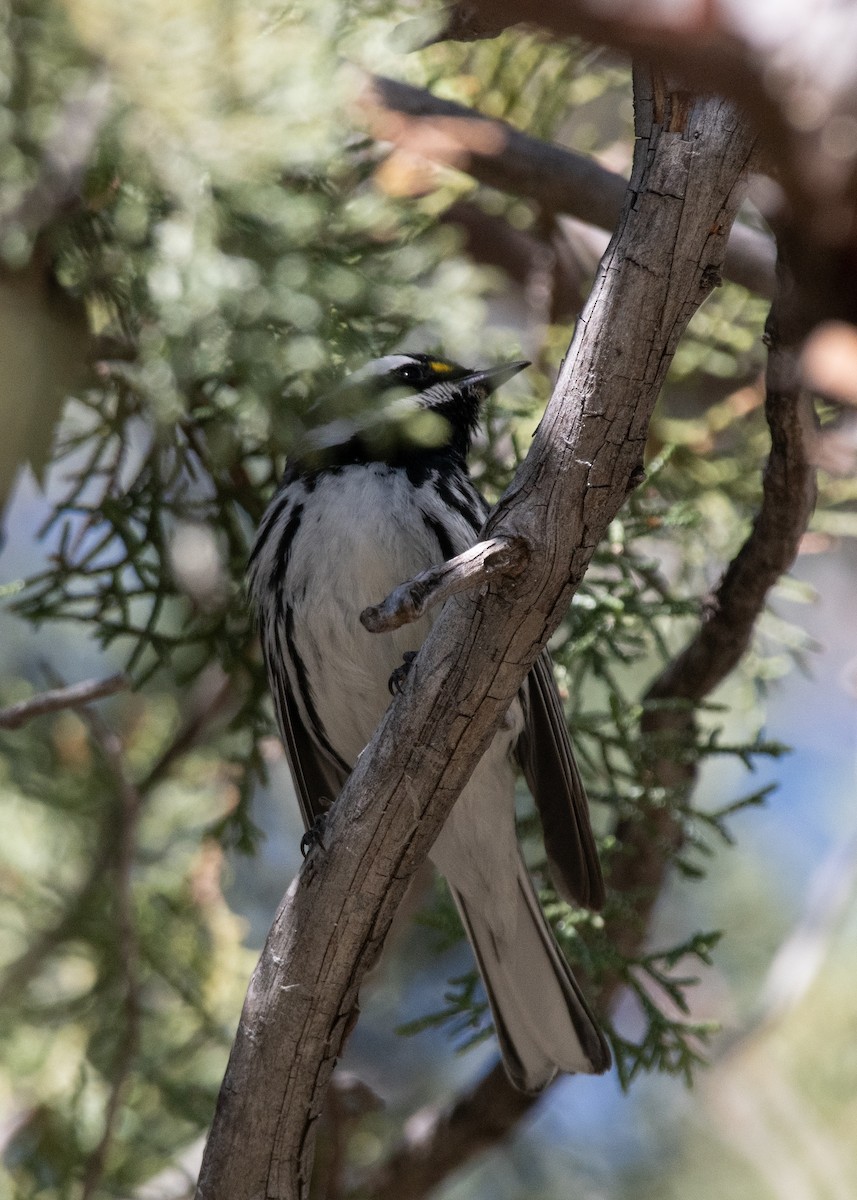 Black-throated Gray Warbler - Bente Torvund