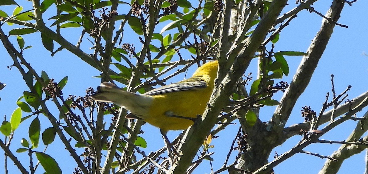 Blue-winged Warbler - Annette Daughdrill