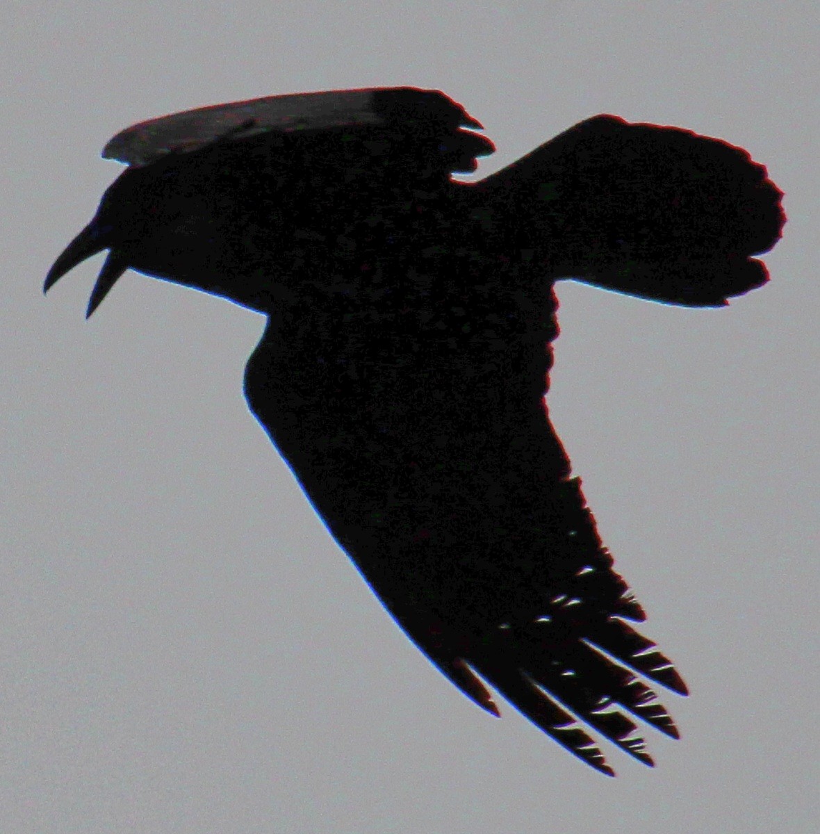 Common Raven - ML617286181