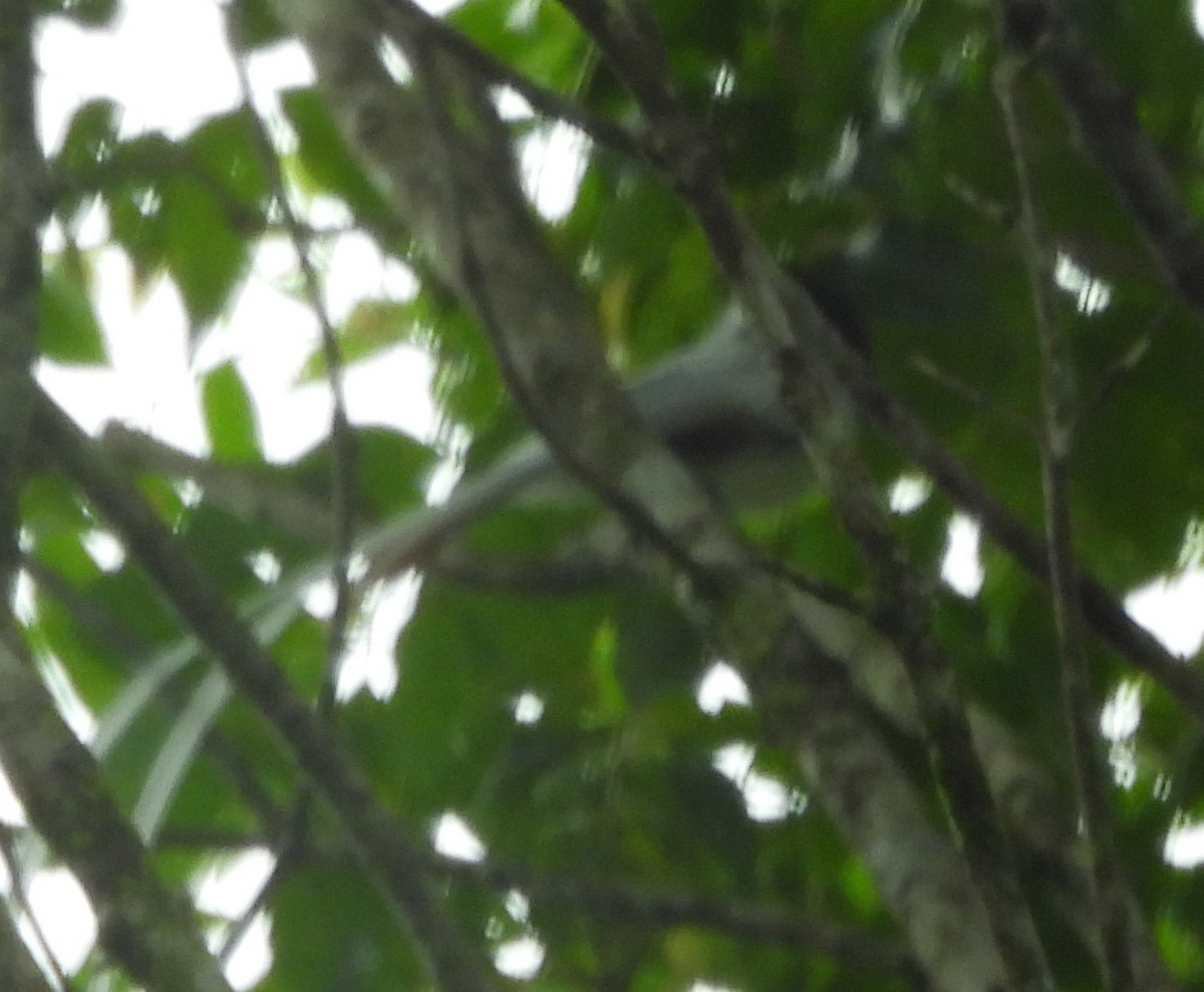Индокитайская райская мухоловка (floris/sumbaensis) - ML617286188